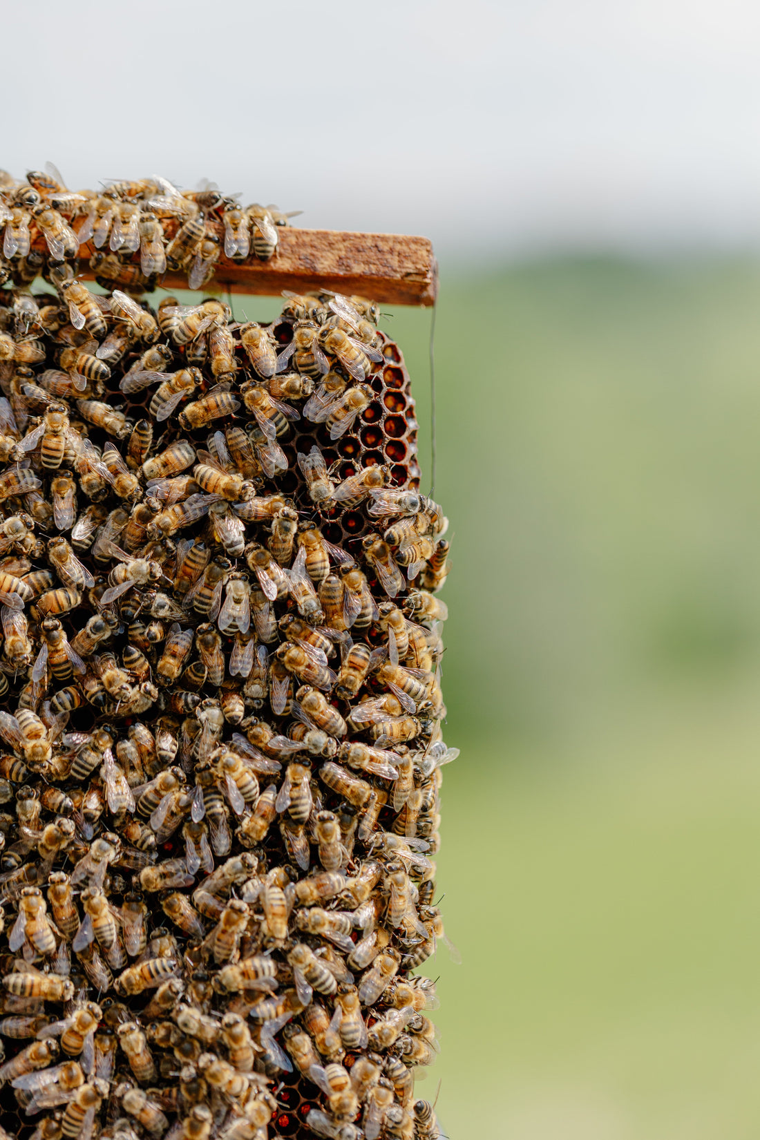 Cele mai iubite sortimente Apivest – Mierea de Salcâm, Mană și Zmeur