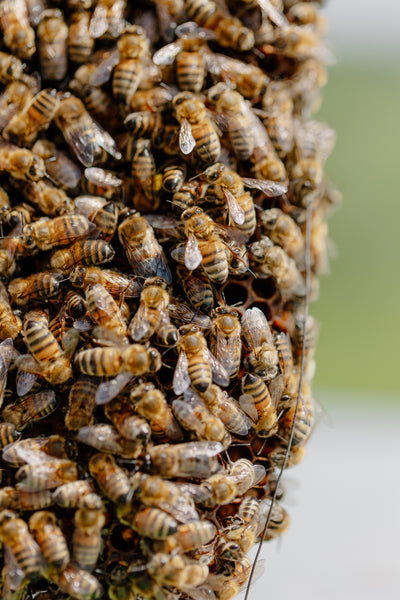 Selecție Artizanală